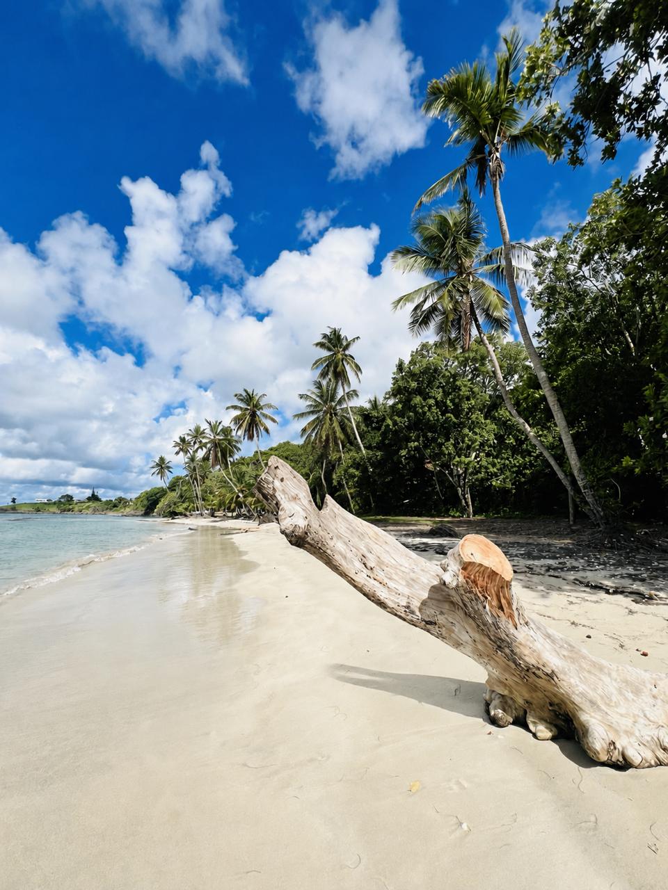 Tropical St. Lucia beach with driftwood and palm trees under blue skies